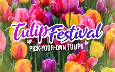 Introducing Pick-Your-Own Tulips at Patterson Farm