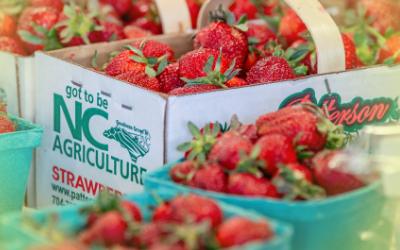 Pick Your Own Strawberries at Patterson Farm