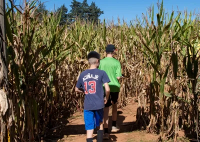 Corn Maze