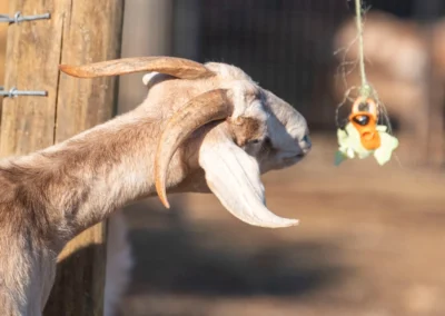 Goat Fishing