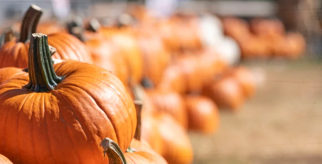 Plan Your Perfect Fall Day at Patterson Farm