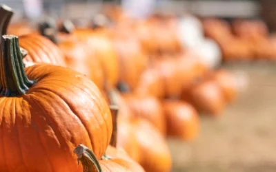Plan Your Perfect Fall Day at Patterson Farm